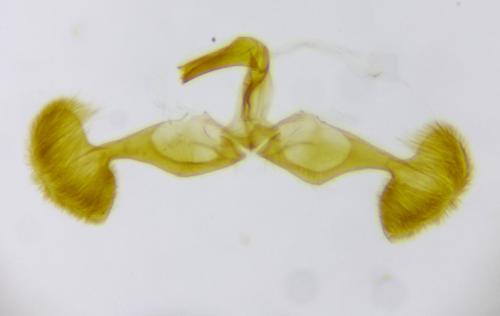 Réf. 274 821 : Dichrorampha simpliciana